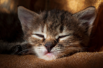 Beautiful tricolor kitten with blue eyes is sweetly laying on the gold bedcover and sleeping. Pet in the home