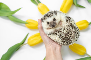 hedgehog and yellow tulips © martynanysk