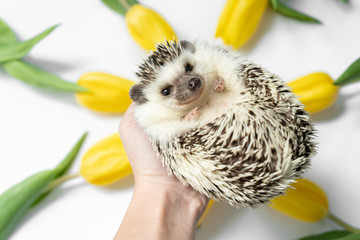 Cute Hedgehog