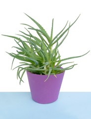 green juicy leaves of aloe potted plant close up