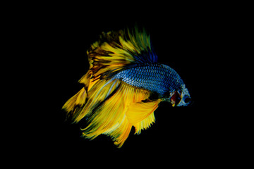 Betta fish.fighting fish.Halfmoon yellow betta fish isolated on black background.