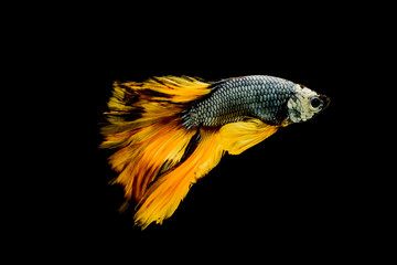 Betta fish.fighting fish.Halfmoon yellow betta fish isolated on black background.