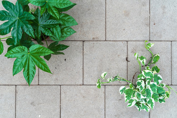 House flowers on a concrete terrace. Top view with free space for text.