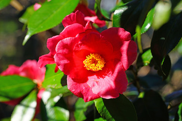 A pink camelia japonica flower in bloom