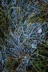 Frost on the grass. Ice crystals on meadow grass close up. Winter background