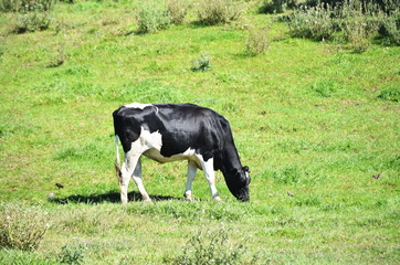 Cow Grazing Alone