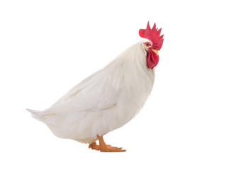 Chimera with a duck and a rooster head, on a white background