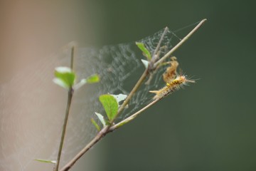 are the larval stage before becoming a butterfly