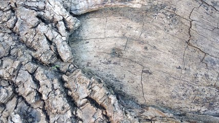 Wallpaper background cortex tree close-up