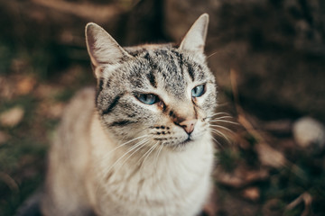 Cat sitting on the ground outdoors.