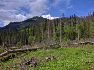 Green grass, fallen and withered trees in Tatra Mountains in spring