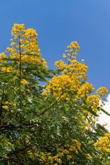 Fototapeta premium Senna spectabilis (S. spectabilis) in bloom with bright yellow flowers or inflorescence in canopy, Kenya, East Africa