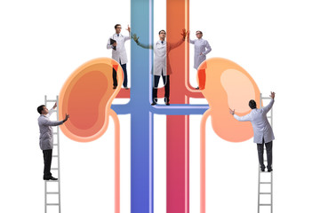 Doctors examining kidneys in medical concept