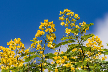 Senna spectabilis (S. spectabilis) in bloom with bright yellow flowers or inflorescence in canopy, Kenya, East Africa