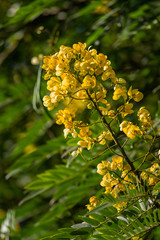 Senna spectabilis (S. spectabilis) in bloom with bright yellow flowers or inflorescence in canopy, Kenya, East Africa