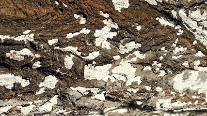 tree bark macro for background