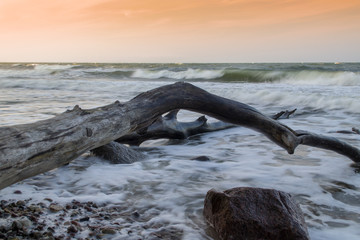 Alter umgestürzter Baum am Strand von Meereswellen überspült im Abendrot