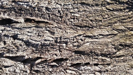 Wallpaper background cortex tree close-up