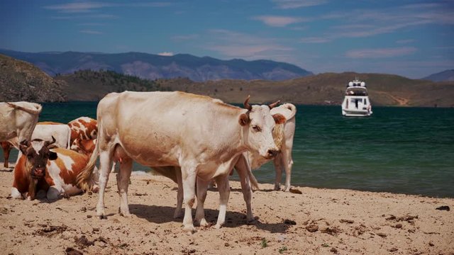 Cows on the beach