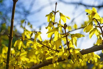 Yellow branches of forsythia flowers in bloom