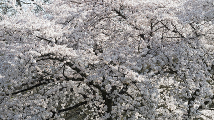 Cerisier à fleur Yoshino (Prunus yedoensis) aux branches arquées garnies de grappes de fleurs en coupe blanche au coeur rose parfumées