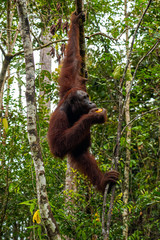 Orangutan from Borneo eating a fruit while hanging from a tree