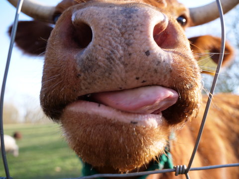 Brown Cow With Tongue