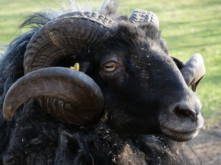 Heidschnucke (moorland sheep)