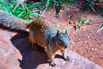 Grey Brown squirrel begging in Zion National Park