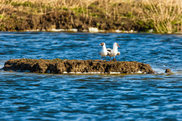 Birdwatching - The black-headed gull couple is celebrating a wedding.