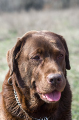 Portrait of chocolate Labrador