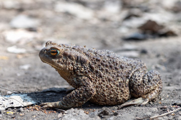 The big earth toad is creeping on the ground