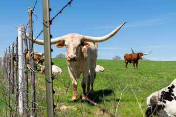 Longhorn bull looking through fence