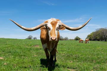 Longhorn bull with orange stripe on face