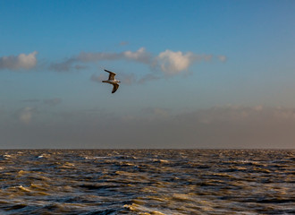 Birdwatching - A seagull flies over the stormy North Sea.