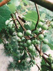 green grapes on the vine