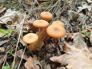 mushrooms in forest
