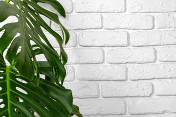 Close up of a monstera plant leaves against white brick wall. Copy space