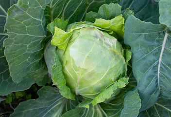 Obraz premium head of white cabbage on a bed in the summer