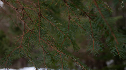 SONY A390 - Pine branches
