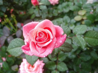 pink rose in the garden with rain droplets over it