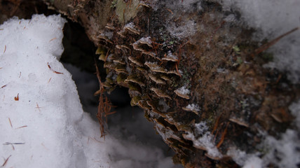 SONY A390 - Mushrooms on log