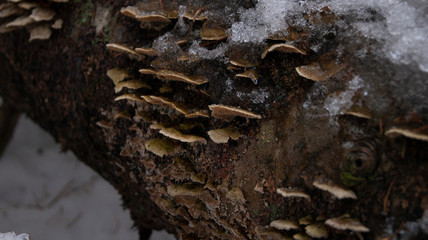 SONY A390 - Mushrooms on log