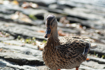 Anatra del lago di Como