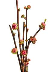 pink flowers and buds of Prunus triloba tree close up 