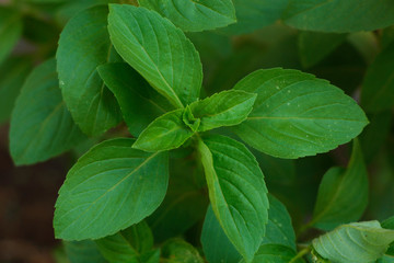 Rama thulasi- holy basil- a sacred plant from tropical India.