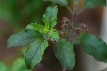 Fototapeta na wymiar Basil leaf flower and plant or Ocimum tenuiflorum are ayurvedic medicine,commonly known as tulasi is an aromatic perennial plant