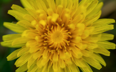 closeup of yellow flower dandelion
