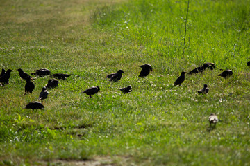 Multiple birds
