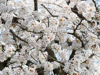 Prunus yedoensis ou cerisier &agrave; fleur Yoshino. Cerisier ornemental du Japon aux branches arqu&eacute;es garnies de p&eacute;tales blanc au printemps